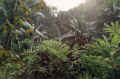 tahiti_jungle.jpg (108514 octets)