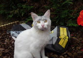 Chat-rbon de bois
